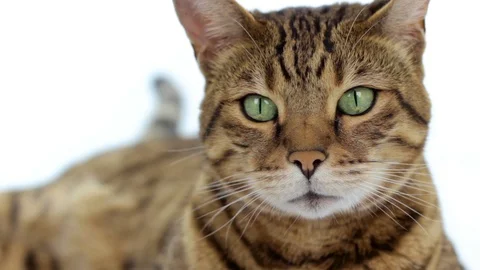 Close-up portrait of Bengal cat on white background Stock Footage 87102479