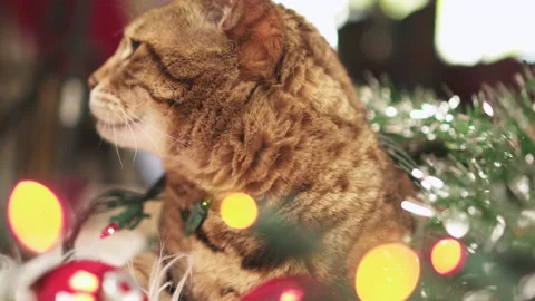 Close-up portrait of Bengal cat wrapped in Christmas garland and tinsel Vidéo 153174404