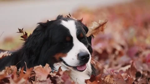 Close up portrait bernese mountain dog in autumn foliage with leaves falling on Video stock 240056940