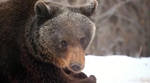 Close Up Portrait of Big Brown Bear in Wild Forest Snow Winter Season Nature Stock Footage 21474045