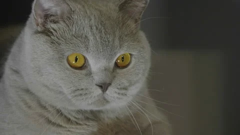 Close up portrait of a big fluffy british cat looking around. Cat looking funny. 库存影片 143980257