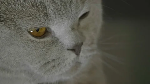 Close up portrait of a big fluffy british cat looking around. Cat looking funny. Stock Footage 143982014