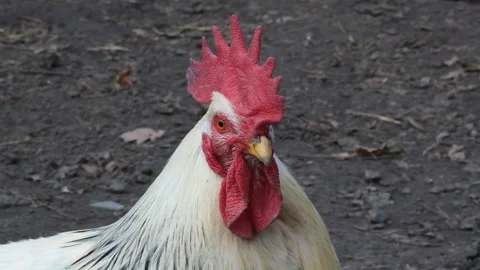Close up portrait of a big white rooster looking in different directions Stock Footage 193743301