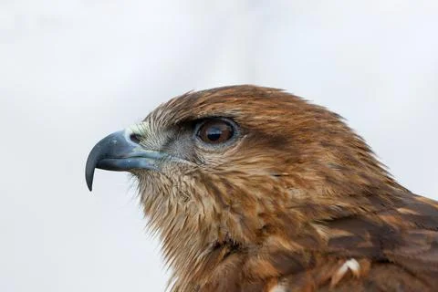 Close-Up Portrait of a Bird of Prey 스톡 사진