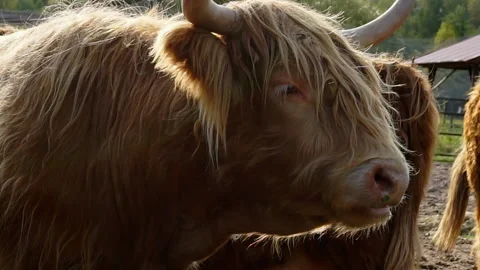 Close up portrait of a bison. Stock Footage 140052187