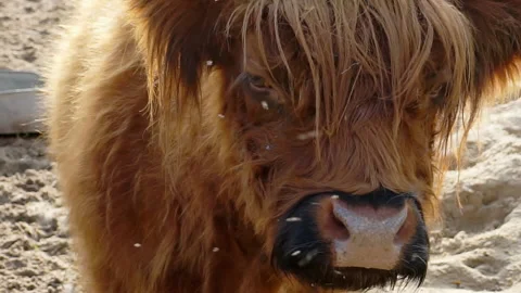 Close up portrait of a bison. Stock Footage 140052189