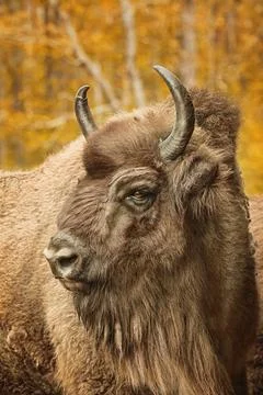Close up portrait of Bison Stock Photos