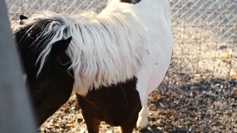 Close up portrait of a black and white horse standing in a fenced paddock Stock Footage 327537061