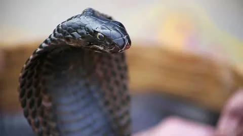 Close-up portrait of black cobra 스톡 동영상 23349079