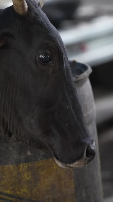 Close-Up Portrait of Black Cow Standing Outdoors Stock Footage 339724542
