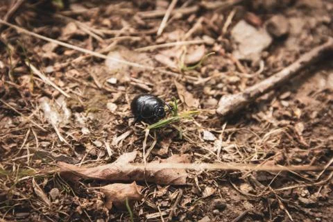 A close up portrait of a black dung beetle between the forest debris on a dir Foto stock