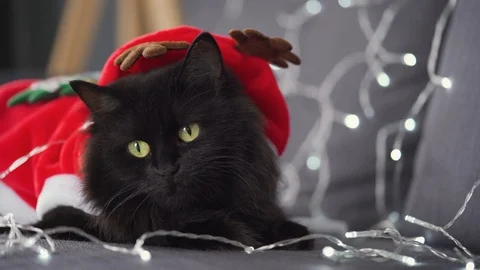 Close up portrait of a black fluffy cat with green eyes dressed as Santa Claus Stock Footage 119888968