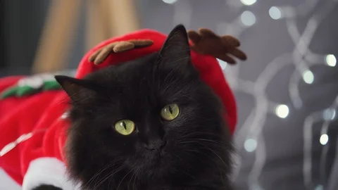 Close up portrait of a black fluffy cat dressed as Santa Claus lies on a Stock Footage 120527147