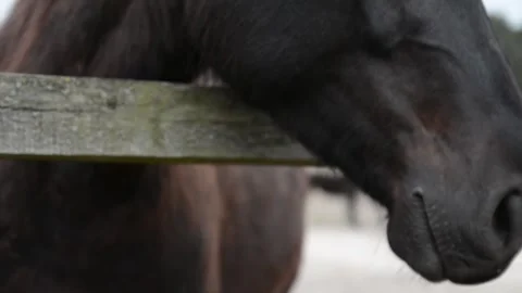 Close-up portrait of a black horse's face in natural daylight. Video stock 341690259