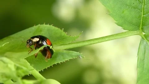 Close-up portrait of black ladybug with red spots on green flower buds, panning. Video stock 336867835