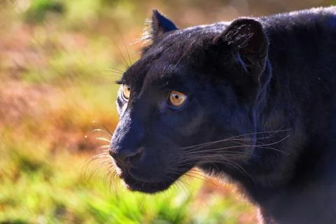 Close-up Portrait of a Black Leopard Stock Photos