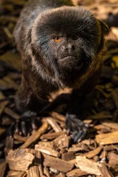 Close-Up Portrait of a Black Tamarin Monkey Looking at the Camera Stock Photos