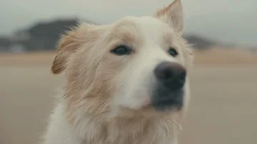 Close up portrait of border collie at the beach Stock Footage 85857485
