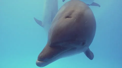Close-up, portrait of bottlenose dolphin posing for camera. Curious dolphin Stock Footage 318618116