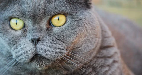 Close-up portrait of a British grey cat with yellow eyes looking into the dis Stock Footage 334114795