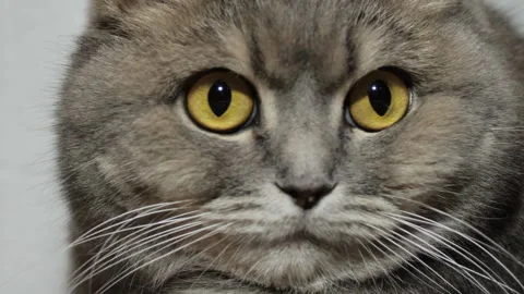 Close up portrait of a british scottish fold cat looking around. cat look Stock Footage 133202858