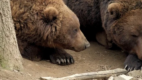 Close portrait of brown bear (Ursus arctos beringianus). Stock Footage 88135770
