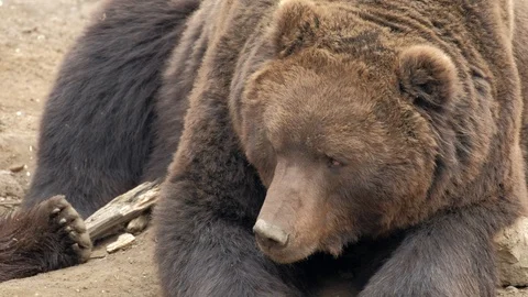 Close portrait of brown bear (Ursus arctos beringianus). Stock Footage 88136030