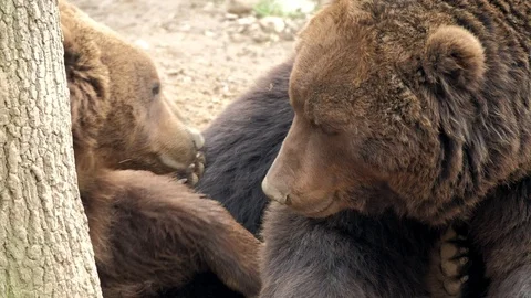 Close portrait of brown bear (Ursus arctos beringianus). Stock Footage 88136296