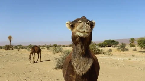 Close Up Portrait of Brown Camel Face in Desert Landscape Stock Footage 335719836