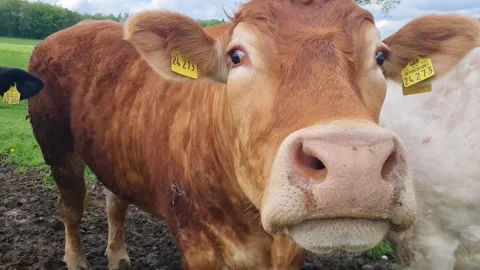 Close-Up Portrait of Brown Cattle with Ear Tags in Green Pasture Видео 274450388