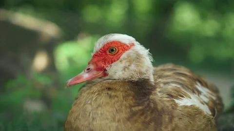 Close-up portrait of a brown duck with a red beak on a farmyard Stock Footage 195540843