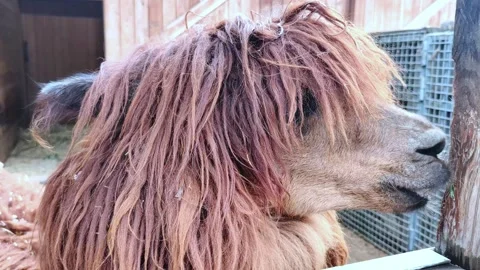Close-up portrait of a brown llama looking around. Petting zoo, llama farm. Stock Footage 277358647
