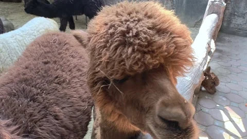 Close-up portrait of a brown llama looking around. Petting zoo, llama farm. Stock Footage 305404739