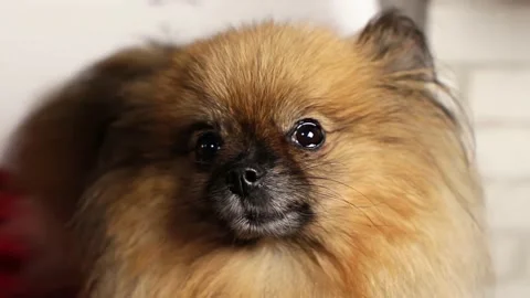 Close-up portrait brown Spitz dog looks at camera embarrassed, blinks his eyes. Stock Footage 218959314