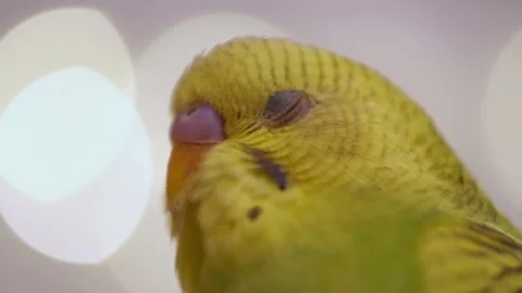 Close-Up Portrait of a Budgerigar 動画素材 325025181
