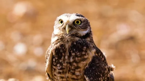Close-up portrait of a burrowing owl with bright yellow eyes against a blur.. Stock Footage 301068582