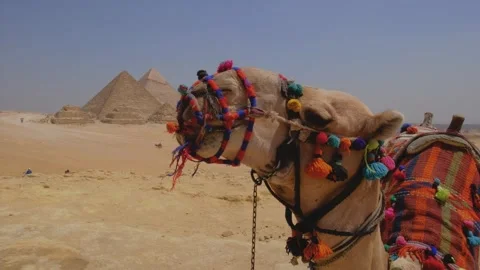 Close up portrait of a camel in Egypt. The Great Pyramids of Giza. Stock Footage 245294257