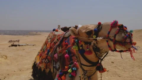 Close up portrait of a camel in Egypt. Sand and desert is on a background. Stock Footage 246761539