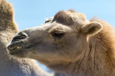 Close-up portrait of a camel 스톡 사진