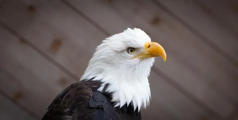 Close up portrait of captive bald eagle Stock Photos
