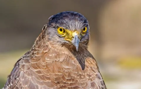 Close up portrait of a captive Golden Eagle  Aquila chrysaetos w Foto stock