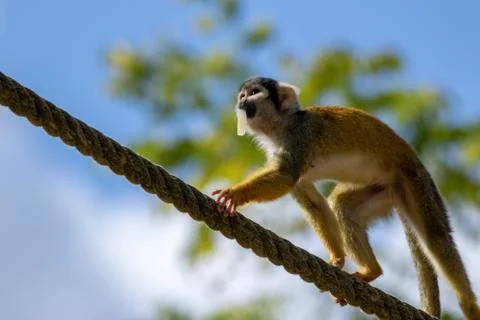 A close up portrait of a capuchin monkey with some food in its mouth. The squ Stock Photos