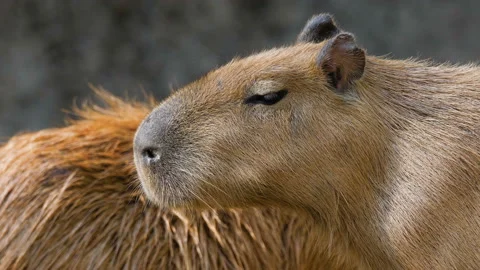 Close up portrait of capybara Stock Footage 137496321