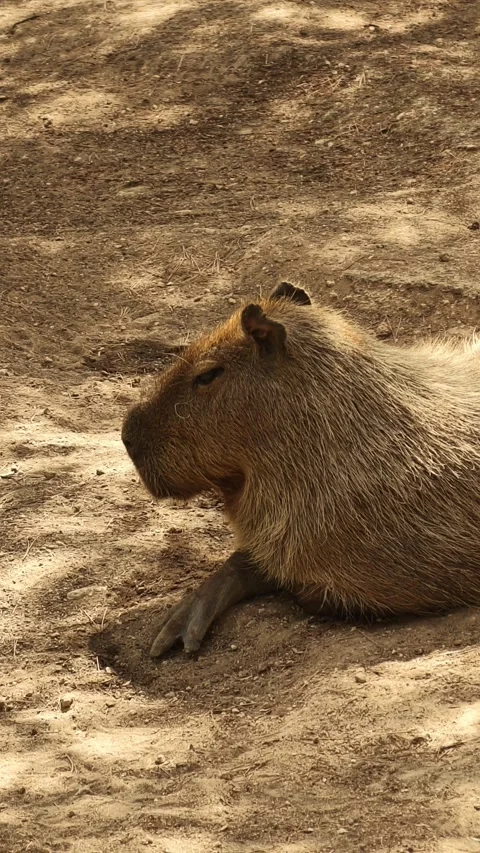 Close up portrait of capybara grazing on dry ground Stock Footage 346767371