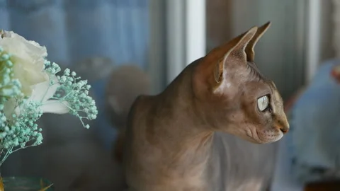Close up portrait of a cat. beautiful, smart cat look. bald cat sphynx cat Stock Footage 161026699
