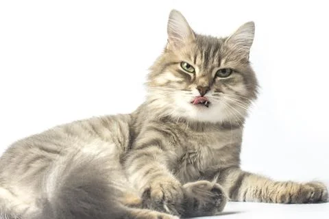 Close-up portrait of a cat, the cat licks its lips Stock Photos