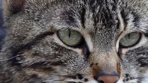 Close-up portrait of a cat Stock Footage 242163947