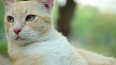 Close up Portrait Cat Looking Around Stock Footage 153573248