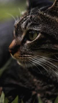 Close-up portrait of a cat looking sideways Stock-Fotos