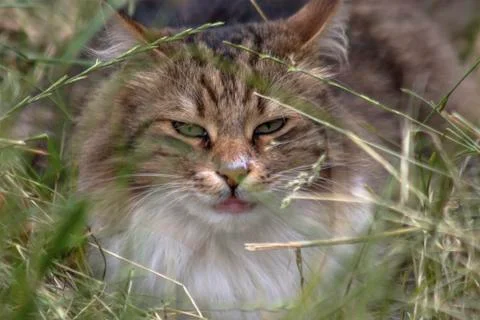 Close-up portrait of a cat. Stock Photos